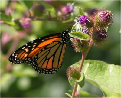 Butterfly and Burrs