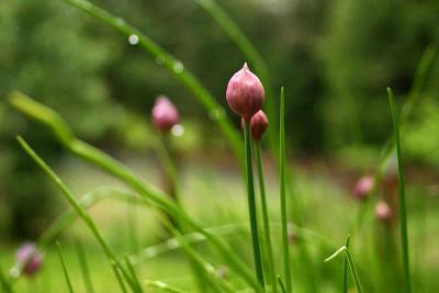 May 5, 2005Chives in the Rain