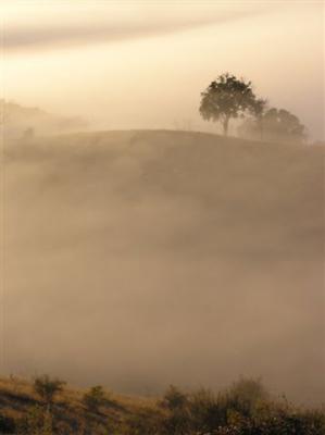 Foggy morn