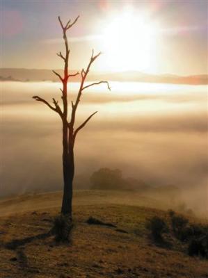 Foggy sunrise