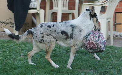 trotting off with cushion (prefers it to a ball)