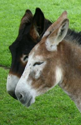 pals