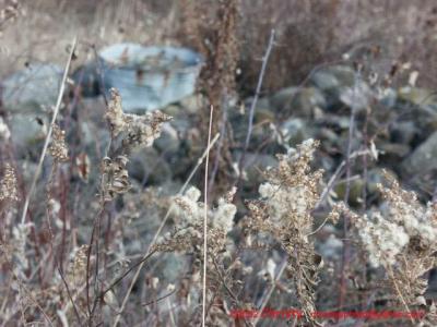 11-22-02 Nature 036.jpg