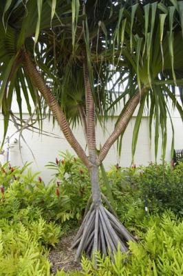 The Tree Known As Pandanus, Screw Pine, or Lauhala