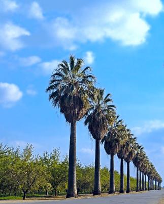 landmark palms