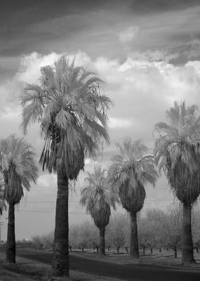 palms infrared web.jpg