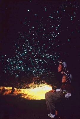 Glow worms.. YES, they really are this cool looking!