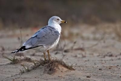 florida gull 1.jpg