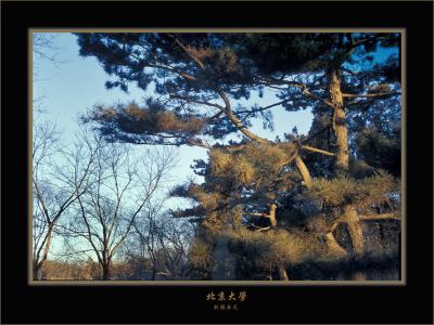 freeze lake trees.jpg