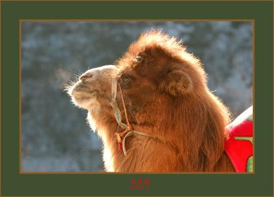 p DSC_1606 camel.jpg