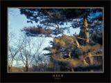 freeze lake trees.jpg