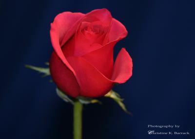 IMG_7505.jpg