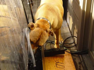 Buzz likes the window-rain water too!