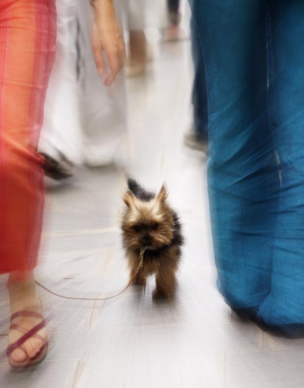 Promenade de Chien