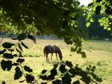 August 16 2003: Equine Pastures