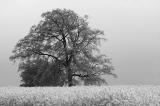 May 7 2005: <br> Branches