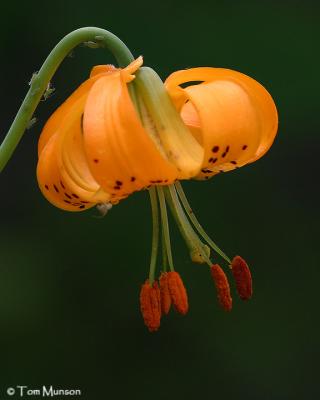 Tiger Lily