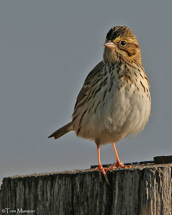 Savannah Sparrow