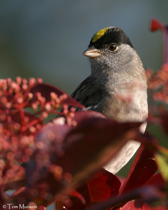 Golden-crowned Sparrow