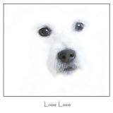 BB2B1935-looie looie.jpg