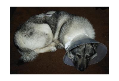 Elizabethan Collar keeps him from chewing stitches