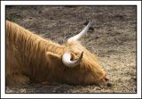 ...the sleeping oxen.