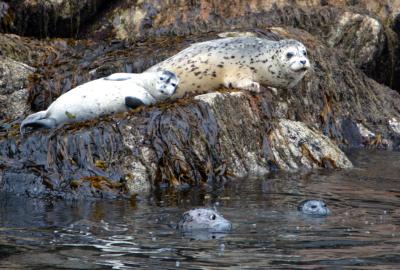 Alaska Seal.jpg