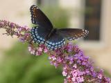 DSC09177.JPG