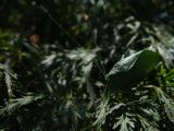DSC09487.JPG