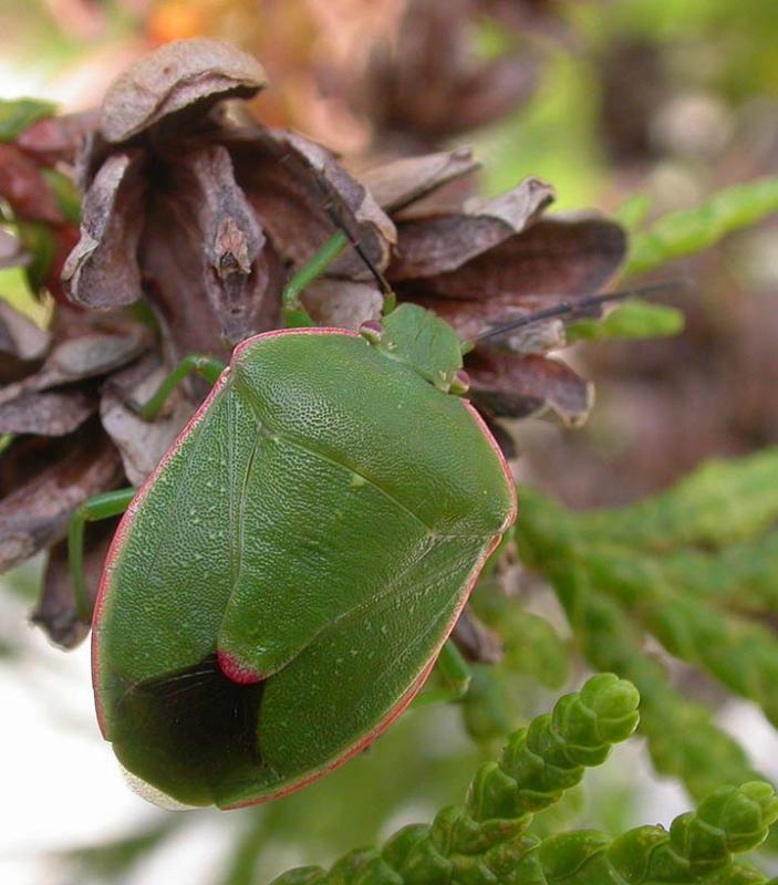 Stink bug --- <i>Chlorochroa persimilis (Horvath)</i>