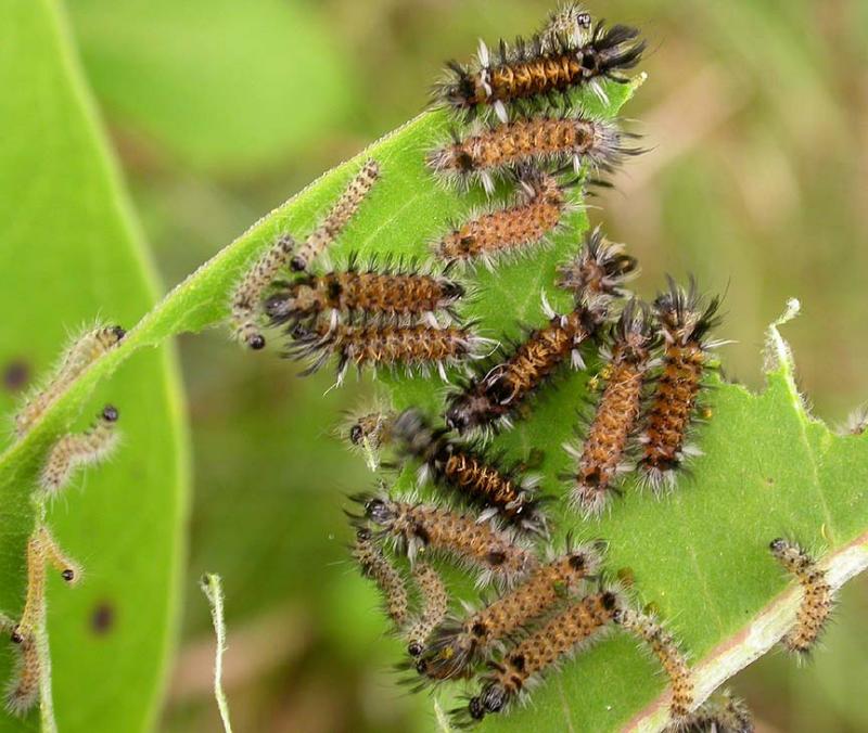 Milkweed tussock caterpillars -- early instars