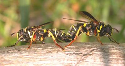 Spilomyia sayi -- Wasp mimic -- mating