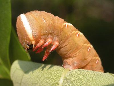 sphinx moth caterpillar - 2