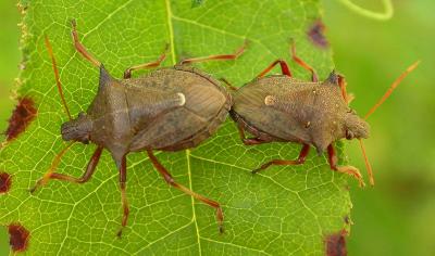 predatory  stinkbugs - mating