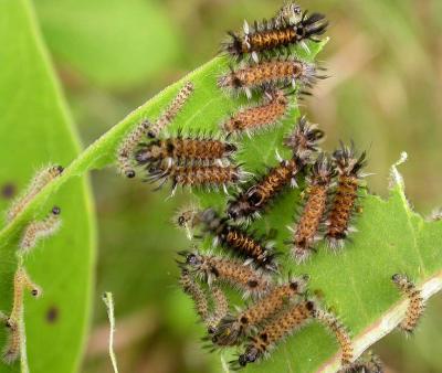 Milkweed tussock caterpillars -- early instars