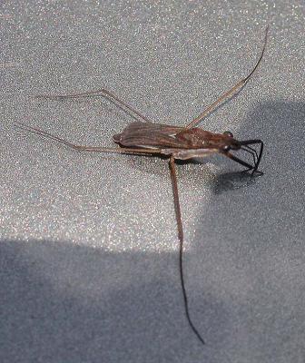 u18/crocodile/medium/43093937.waterstrider1.jpg