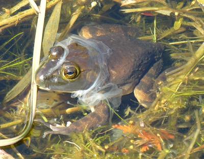 Bull frog -- Rana catesbeiana moulting skin