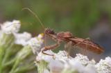 Assassin Bugs --  Reduviidae</i.