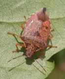 small, narrow-bodied stinkbug found on ash tree