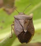 stinkbug with wings beginning to open