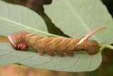 sphinx moth caterpillar - 1