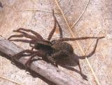 Forest Wolf Spider -- <i>Hogna frondicola</i>