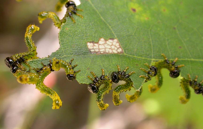 Sawfly larvae on Red oak leaf - 2