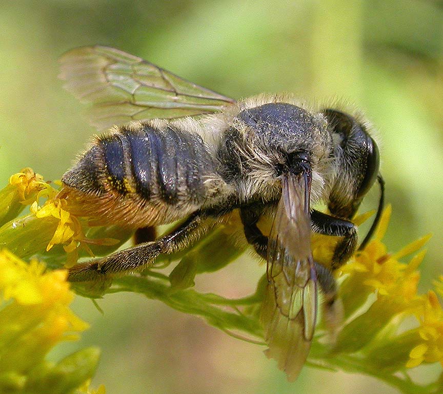 leaf-cutter bee -- <i>Megachilid</i> family