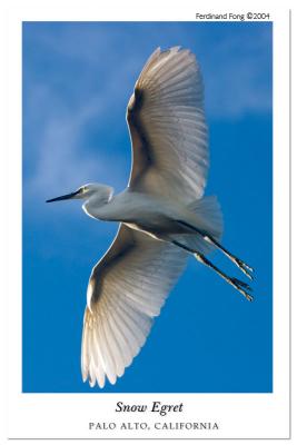 Snow Egret by Ferdinand Fong7th Place