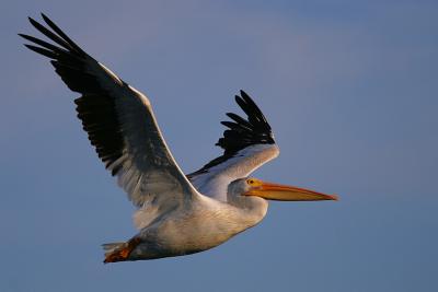 Flight towards Sunset*