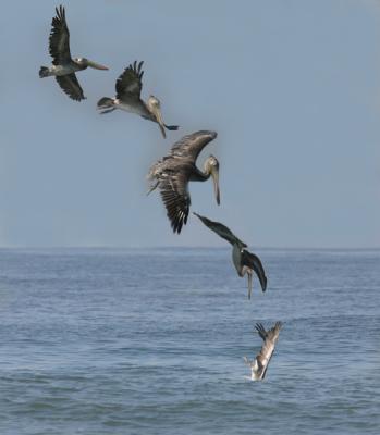 Pelican Dive* by Jeff Hall