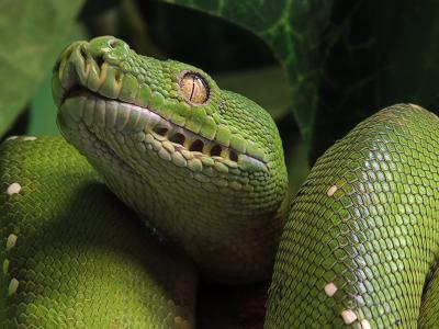 Green Tree Python*