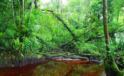 Someplace Green With Red Water *
