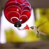 <b>Early Evening Snack</b>*<br><i>by Nathan Laredo</i>